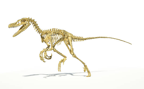 Velociraptor dinosaur, full skeleton scientifically correct, perspective view. Velociraptor dinosaur, full skeleton scientifically correct, with drop shadow on white background. Clipping path included. raptor dinosaur stock pictures, royalty-free photos & images