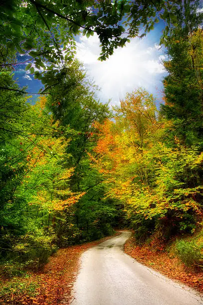 Photo of Autumn forest road