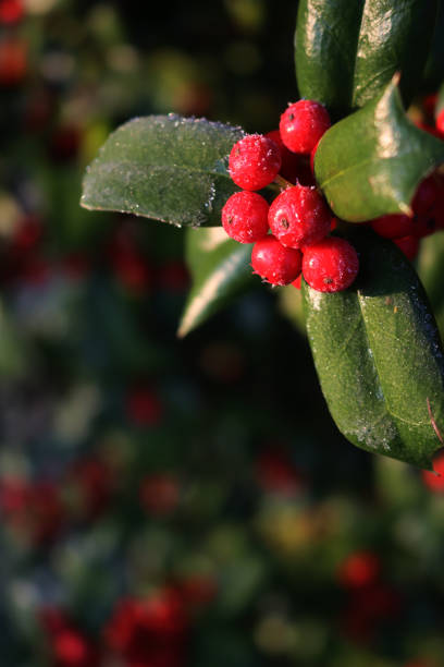 istock Holly bush with red berries on dark background. Ilex cornuta 1781676256