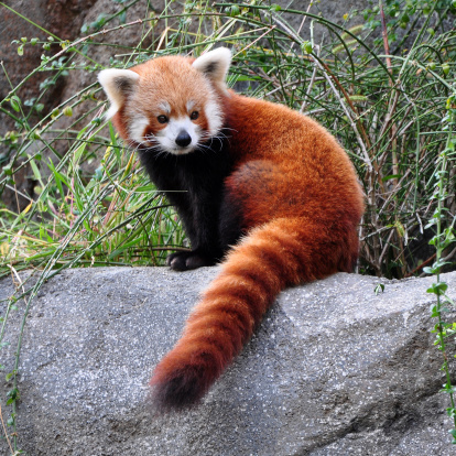 Portrait of a Red Panda