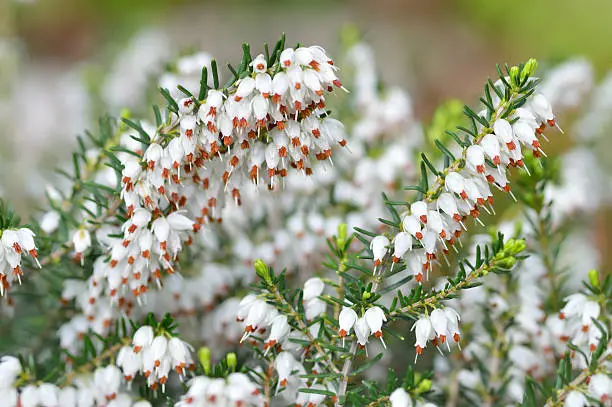 Close up of Erica carnea. White winter/spring heath with small bell-shaped flowers. Flowering plant. Spring