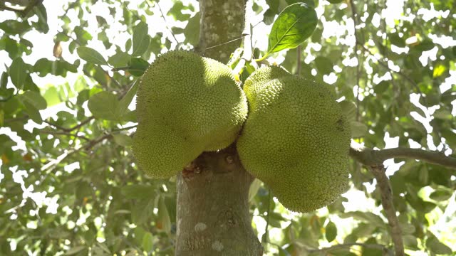 Nice panning shot of jackfruit high up on on tree displaying it's green skin and spikes leaves on tree base of trunk in botanical garden