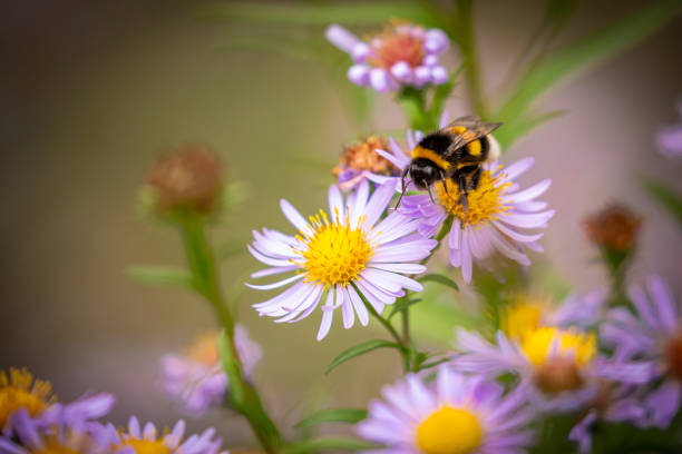 A Bee on a beautiful aster in the autumn stock photo