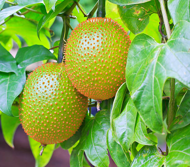 gac frutas - cucurbitales - fotografias e filmes do acervo