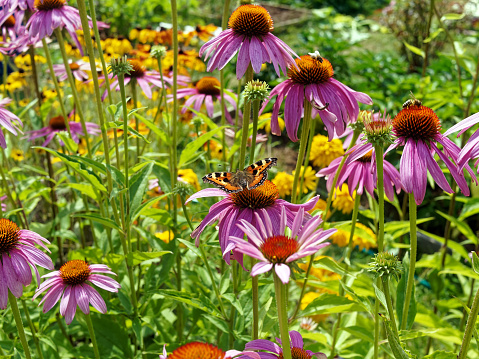 colorful flowers in the garden, in summer