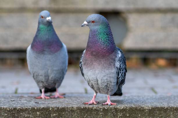 istock Two pigeons perched on a set of steps side by side 1781682774