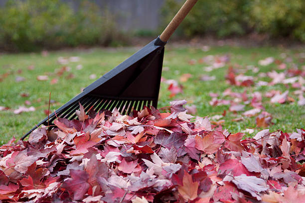 istock Gardening autmun leaves 178168278