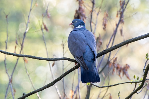 A vibrant pigeon perched atop a sun-soaked, wooden tree branch in the bright of day