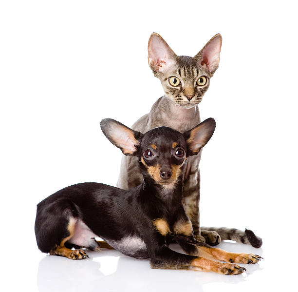 istock devon rex cat and toy-terrier puppy together 178168500