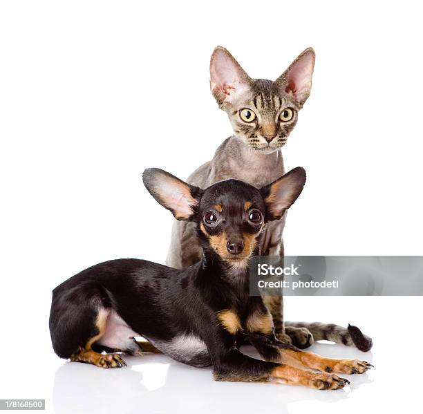 Foto de Devonrex E Brinquedoterrier Gato Filhote Juntos e mais fotos de stock de Americano de Pelo Curto - Americano de Pelo Curto, Amizade, Animal