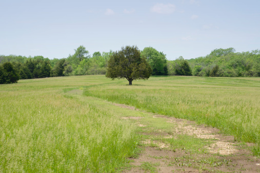 Tree in a field of prairie grass in rural Kansas. There is a winding dirt road leading to the tree.  in the background are many trees.