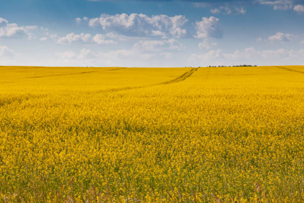 istock Rural landscape - yellow rapeseed field against a blue sky with white clouds 1781691540