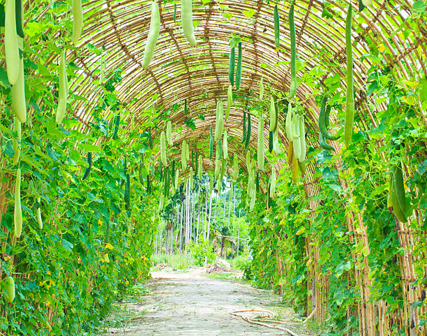 esponja vegetal jardim - cucurbitales - fotografias e filmes do acervo