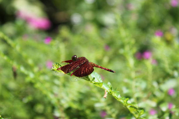 libellula - foto stock