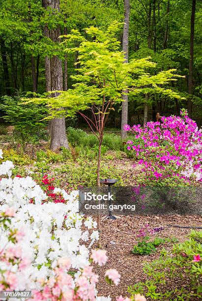 Ácerdojapão - Fotografias de stock e mais imagens de Bebedouro para Pássaro - Bebedouro para Pássaro, Primavera - Estação do ano, Ao Ar Livre