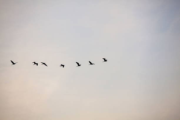 istock Group of birds fly in the air 178169976