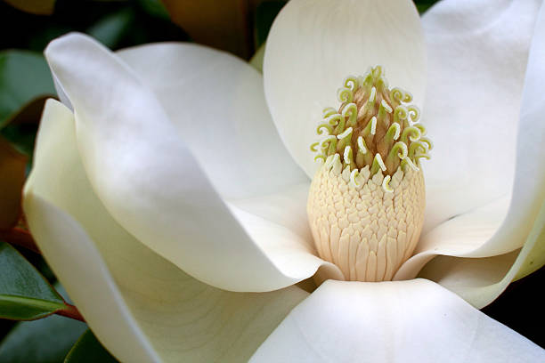 istock Closeup Of Magnolia Tree Flower 178170017