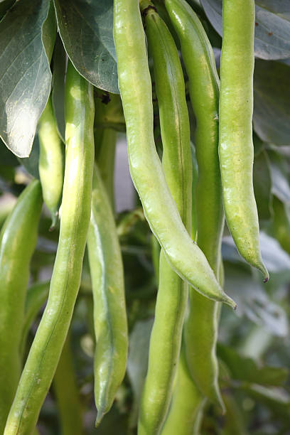 fave - fava bean broad bean vegetable bean foto e immagini stock