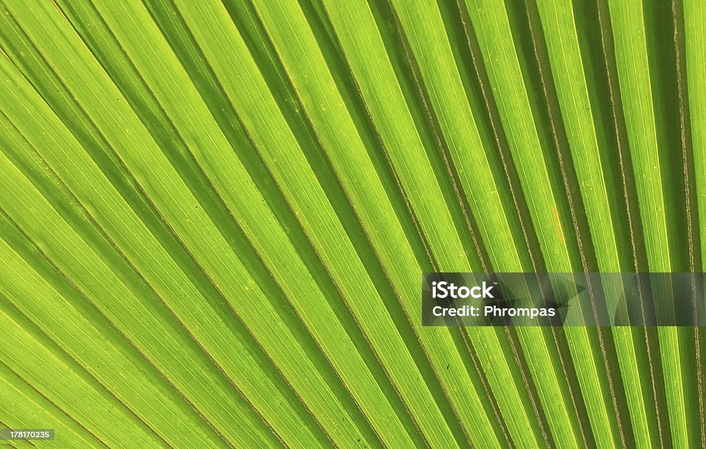 at the Palm of your hand natural perfection Backgrounds Stock Photo