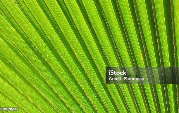 At The Palm Of Your Hand Stock Photo - Download Image Now - Backgrounds, Balance, Beauty In Nature