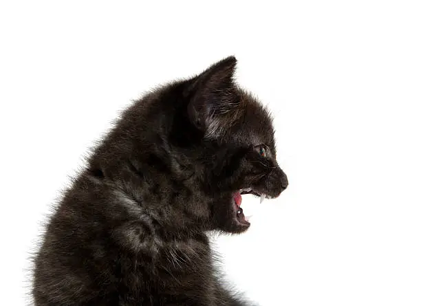 Photo of black kitten crying