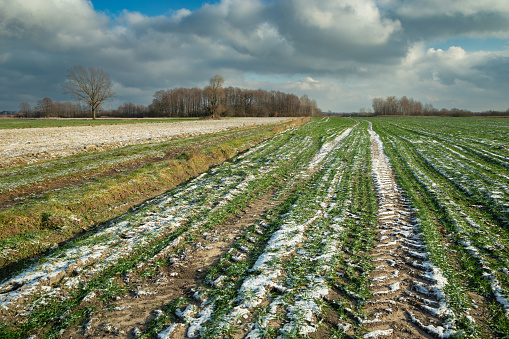 The first snow and frozen ground on a farm field, November day