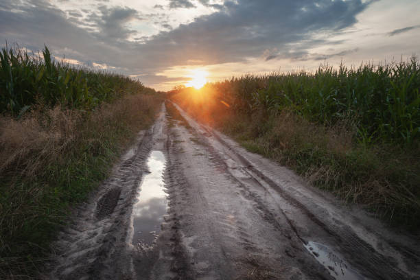 istock Sunset over dirt road with puddles and corn fields 1781704991