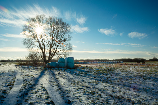 The sun behind a large tree on a snow-covered rural meadow