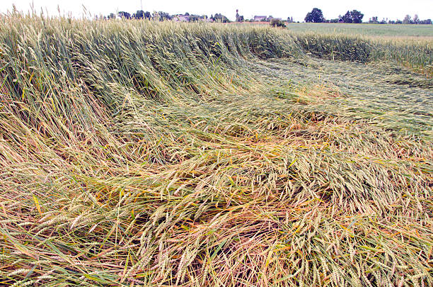 corte achatada campo após a tempestade - storm corn rain field - fotografias e filmes do acervo