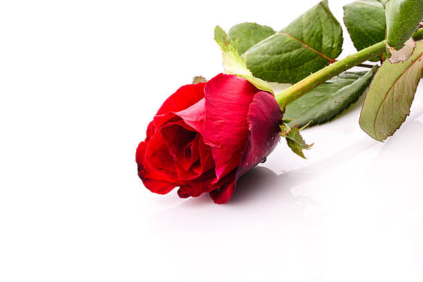 istock Single red rose flower isolated on white background 178170820