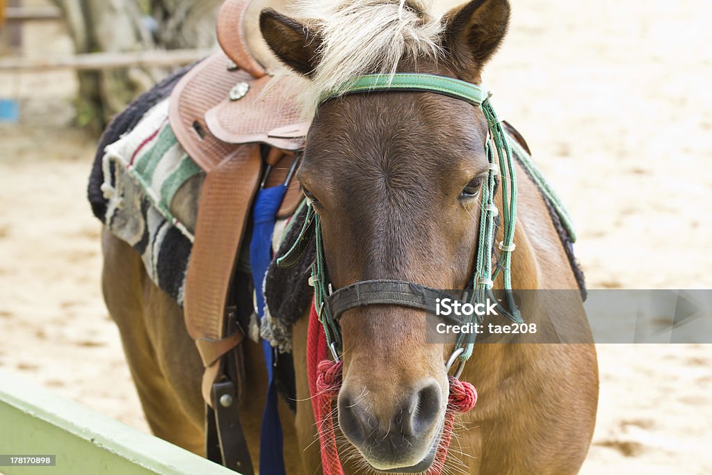 Cavalli in fattoria Chokchai - Foto stock royalty-free di Agricoltura