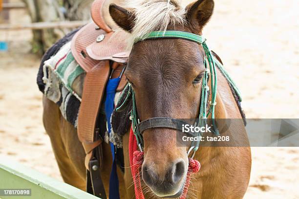 Cavalli In Fattoria Chokchai - Fotografie stock e altre immagini di Agricoltura - Agricoltura, Ambientazione esterna, Animale