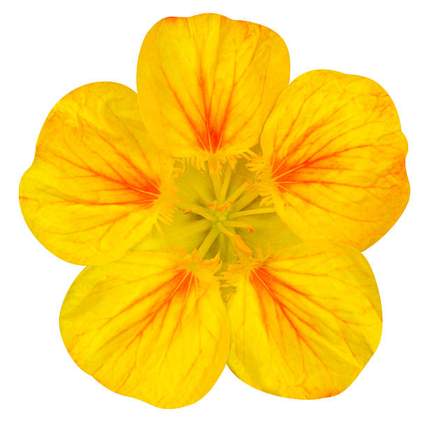 istock Yellow nasturtium flower Isolated on White 178171381