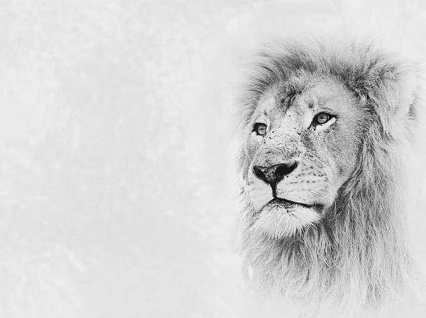 Black and White Image of Lion Face on Card Banner