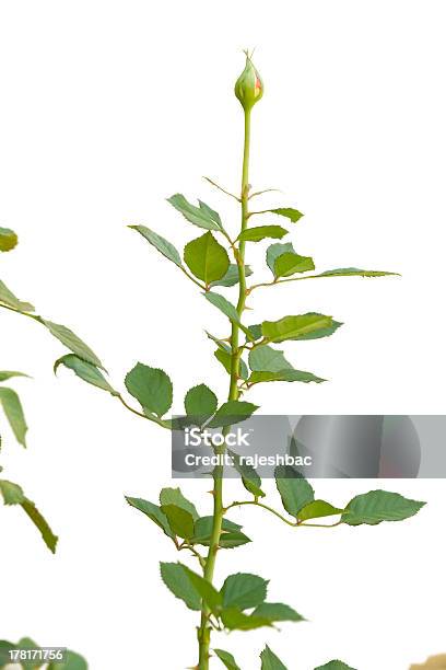 De Rosa Sobre Branco - Fotografias de stock e mais imagens de Beleza natural - Beleza natural, Botânica - Ciência de plantas, Botão - Estágio de flora