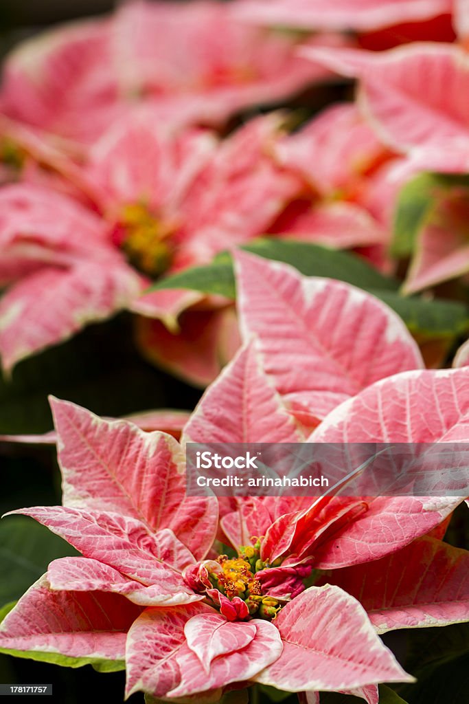 Poinsettias - Foto de stock de Amarillo - Color libre de derechos