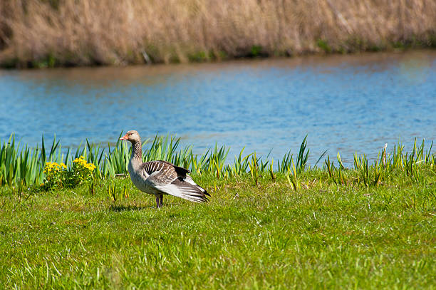 Goose foraging in grass at river bank A gray goose in the green grass of a river bank anser fabalis stock pictures, royalty-free photos & images