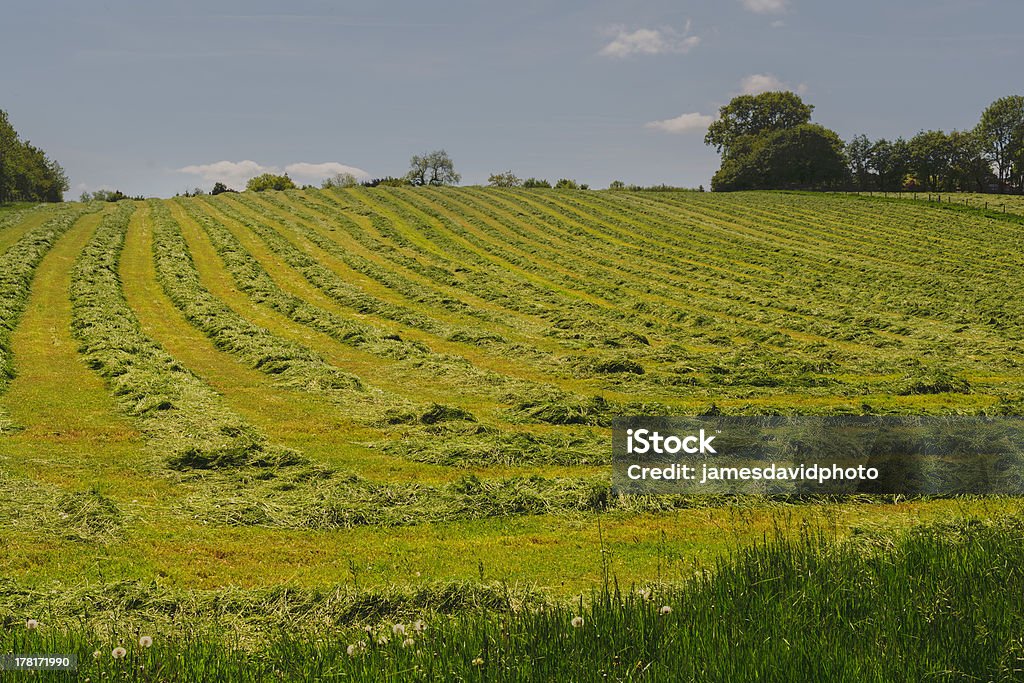 Campo - Foto de stock de Agricultura libre de derechos