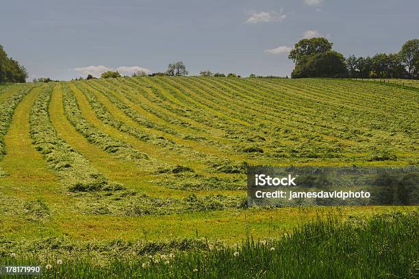 Campo Foto de stock y más banco de imágenes de Agricultura - Agricultura, Ancho, Arbolado