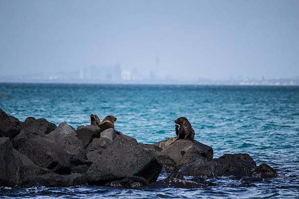 New Zealand Fur Seals stock photo