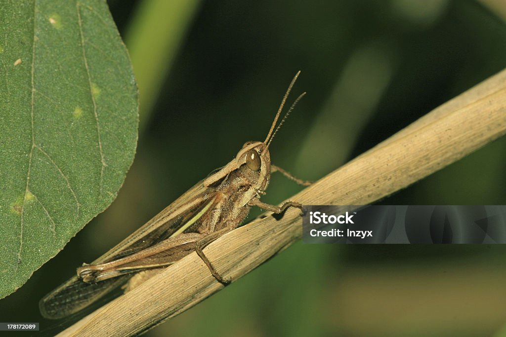 locust - Foto de stock de Agricultura libre de derechos