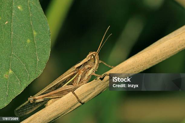 Locust Foto de stock y más banco de imágenes de Agricultura - Agricultura, Aire libre, Animal