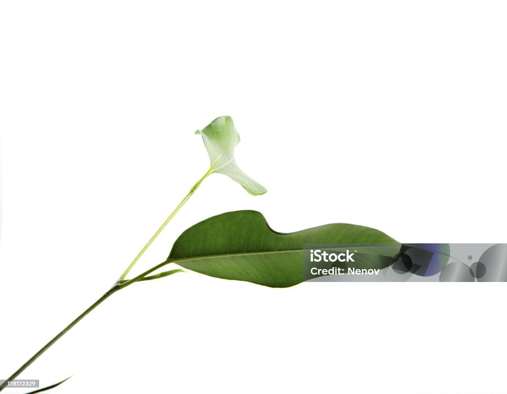 新鮮な緑の葉 - カットアウトのロイヤリティフリーストックフォト