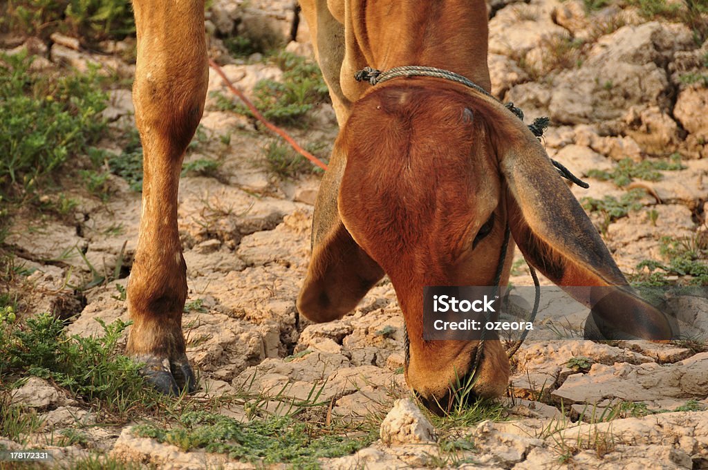 Bébé manger de vache - Photo de Animaux de compagnie libre de droits