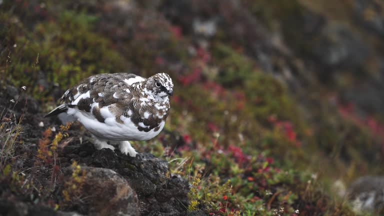 Lagopus muta, rock ptarmigan.