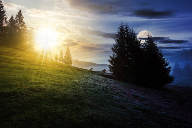 istock fir trees on hillside meadow with sun and moon at twilight. day and night time change concept 1781724545