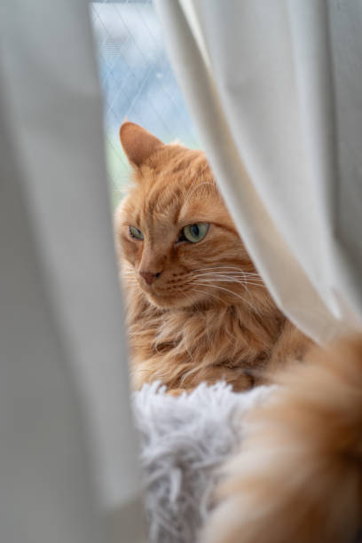 istock Cat visible through the gap in the curtains 1781725071