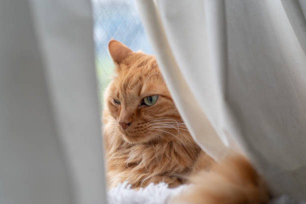 istock Cat visible through the gap in the curtains 1781725078