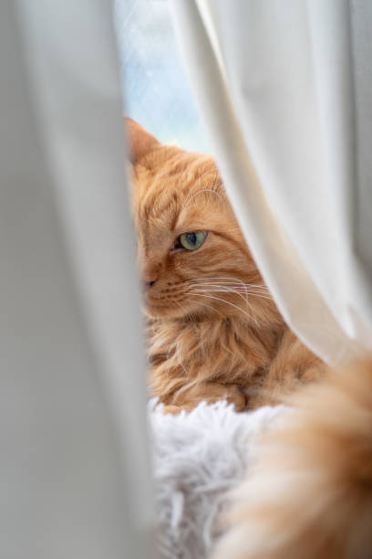 istock Cat visible through the gap in the curtains 1781725088