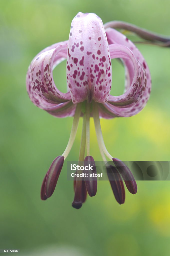 Lilium martagon - Foto de stock de Amarillo - Color libre de derechos